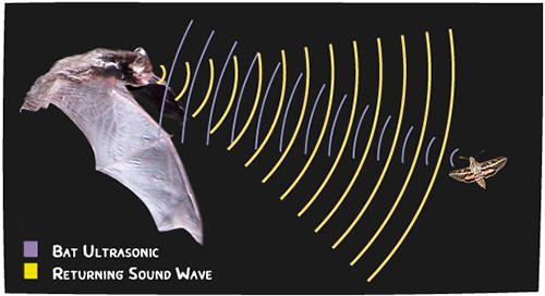 คลื่นอัลตร้าโซนิคที่ค้างคาวใช้ตรวจจับตำแหน่งของสิ่งต่างๆ